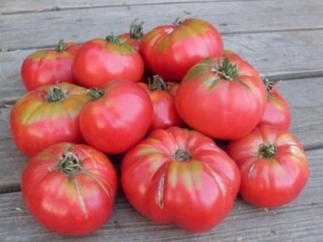 Tomato 'Caspian Pink' Plant (4" Pot, single)