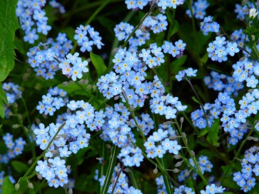 Blue Forget-Me-Not