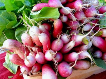 Radish 'French Breakfast'