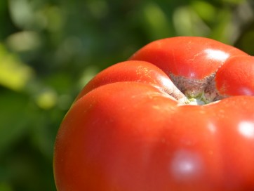 Tomato 'Big Boy F2' 