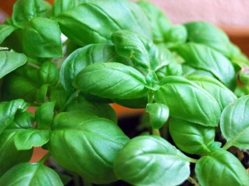 Sweet Basil 'Genovese' Plants (4PK)