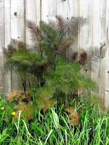 Bronze Fennel 'Smokey' 