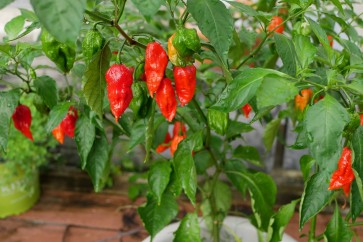 Crushed Ghost (Bhut Jolokia) Peppers Harvested on our Farm, Certified Organic