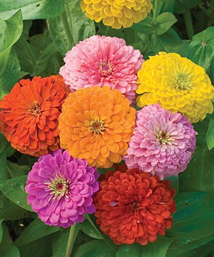 zinnia california giant mix