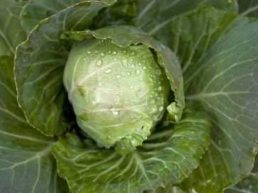 Cabbage 'Early Golden Acre'