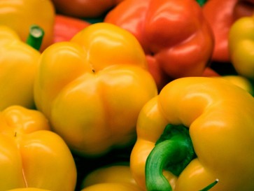 Bell Pepper 'Golden California Wonder' Seeds (Certified Organic) 