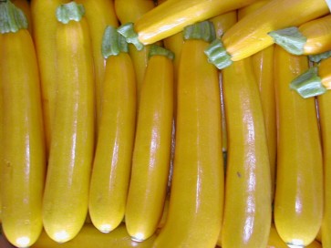 Squash 'Golden Zucchini'