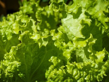 Loose-leaf Lettuce 'Grand Rapids' 