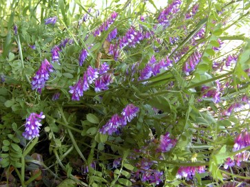 Hairy Vetch Seeds (Certified Organic)