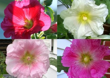 Hollyhock ‘Single Mix’ 