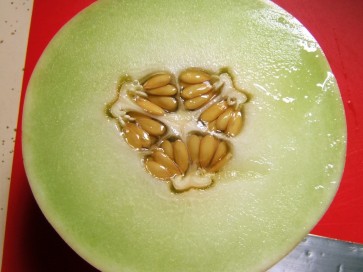 Honey Dew Melon 'Green Flesh'