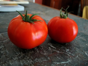 Tomato 'Boxcar Willie' Plant (4" Pot, single)