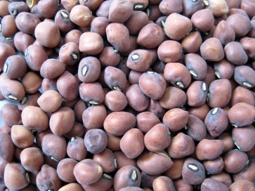 Cowpea 'Brown Crowder'