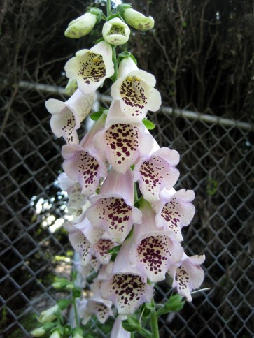 Foxglove, Light Purple