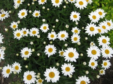 Shasta Daisy 'Snowcap'