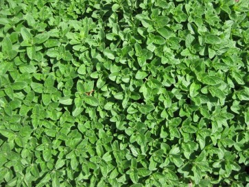 Herb 'Oregano' Plant