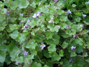 Ivy-Leaved Toadflax Seeds (Certified Organic)
