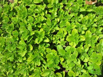 Herb 'Marjoram' Plant (4" Pot)