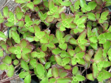 Stonecrop ‘Dragon's Blood' 