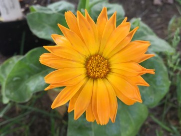 Orange Calendula