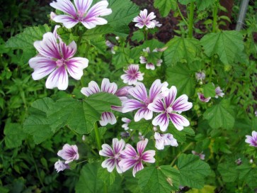 Mallow/French Hollyhock 'Zebrina'