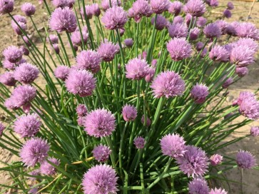 Chives, Common