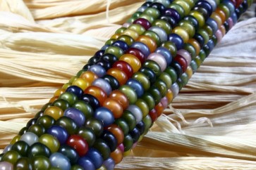 Glass Gem Corn Seeds