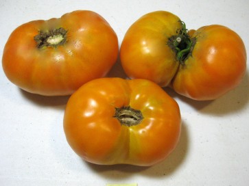 Tomato 'Orange'