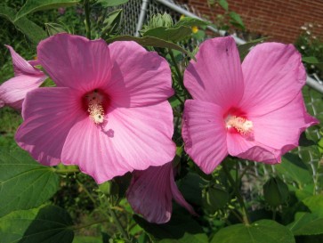 Single Pink Hibiscus