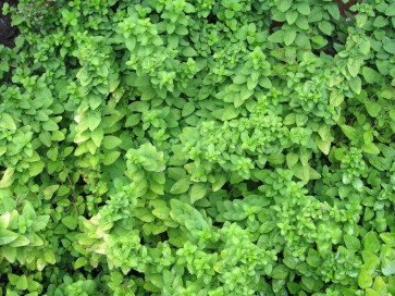 Sweet Marjoram 