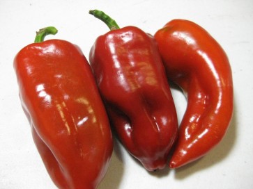 Sweet Pepper 'Patio Red Marconi'