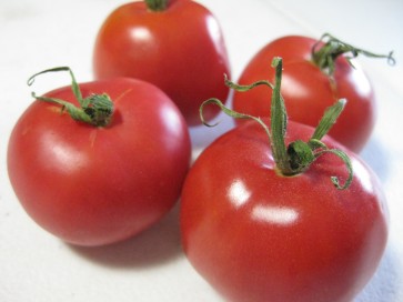 Tomato 'Bola Macizo' Plant (4" Pot, single)