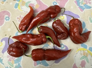 Hot Pepper 'Caramel Naganero Scorpion' Seeds (Certified Organic)