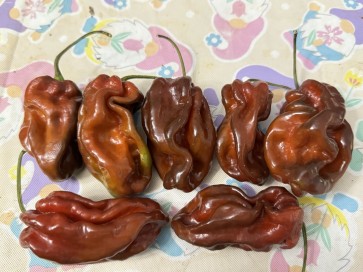Hot Pepper 'Contorted Coco' Seeds (Certified Organic)
