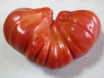 Tomato 'Tlacolula Red' AKA 'Tlacolula Ribbed' 