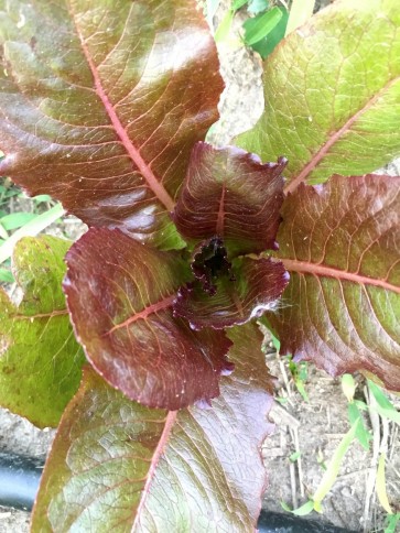 Romaine Lettuce 'Rogue D'Hiver' AKA ‘Cimmaron’ 