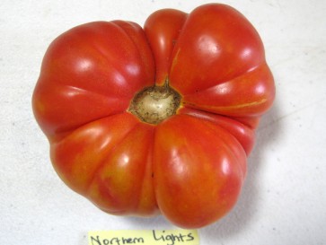 Tomato 'Northern Lights'