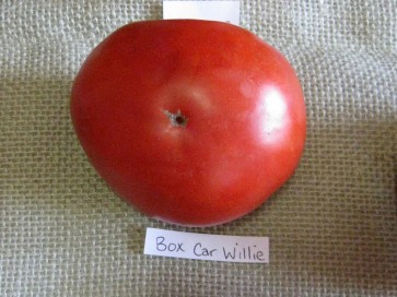 Tomato 'Box Car Wilie'