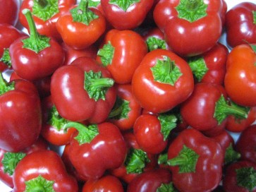 Sweet Pepper ‘Mini Red Bell’ Seeds (Certified Organic)