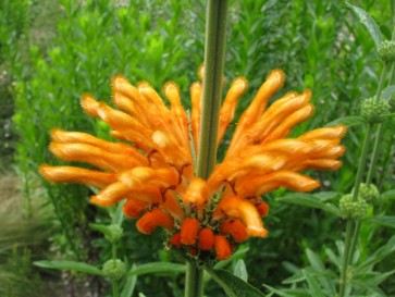 Lion's Ear AKA Devil's Pincushion