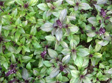 Basil 'Cinnamon' 