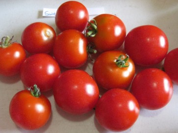 Tomato 'Small Red Cherry' Plant