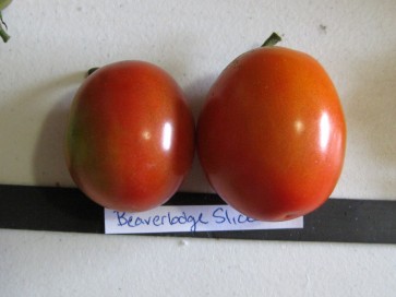 Tomato 'Beaverlodge 6806 Plum'