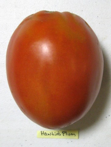 Tomato 'Hawkins Plum'