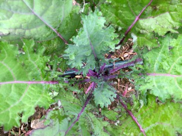 Kale 'Red Winter' Seeds (Certified Organic)