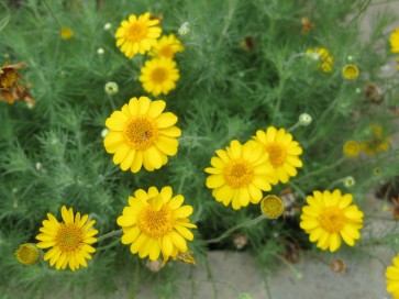 Brittlebush