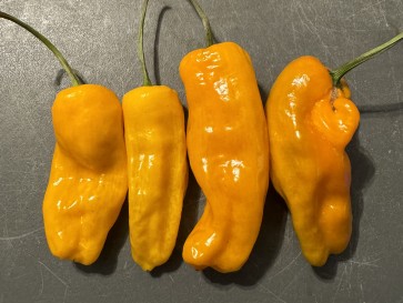 Hot Pepper 'Datil' Seeds (Certified Organic)