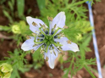 Black Cumin AKA Black Caraway