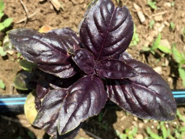 Basil 'Crimson King' 