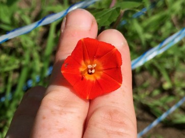 Morning Glory ‘Orange Noah’ 